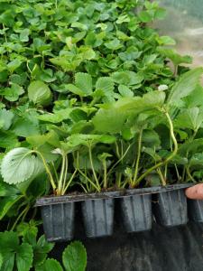 Клубника "МУРАНО" ремонтантная (6 шт.)